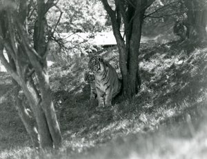 Drie Tijgers rustend onder kleine bomen in hun nieuwe omheining in Whipsnade, mei 1934 door Frederick William Bond